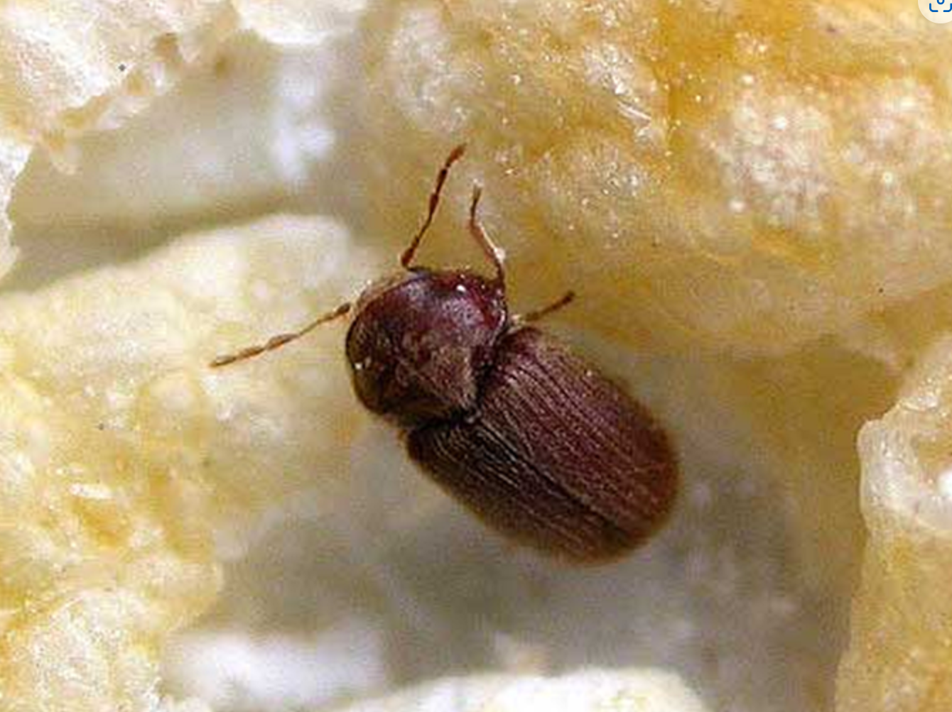 효과적인 퇴치 방법