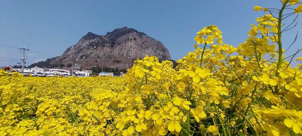 산방산 유채꽃