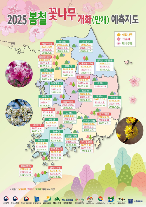 왕벚나무의 유래와 원산지