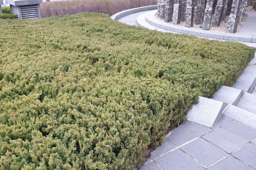 [정원수목]소형 정원에 딱 맞는 포인트 수목 추천 리스트