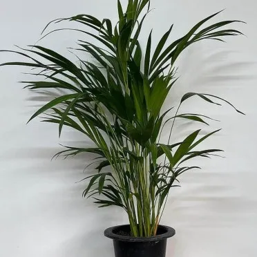 &amp;quot;아레카야자