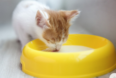 고양이 전용 우유