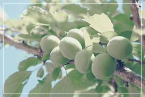 매실의 효능과 건강에 좋은 점