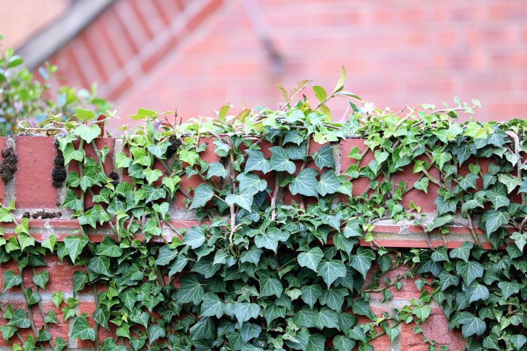 Vine