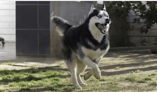 시베리아허스키