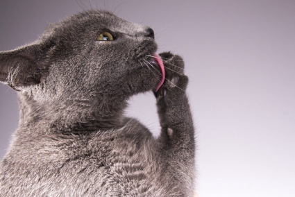 손을 핥는 러시안 블루.