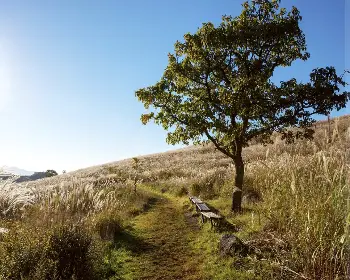 황매산 억새축제_8