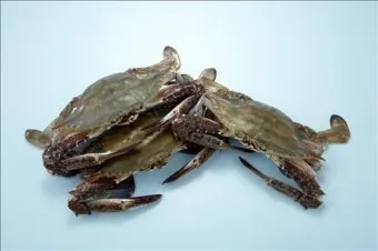 6월 꽃게 금어기 정확한 일정과 유통 제한 상세 정보 총정리_16