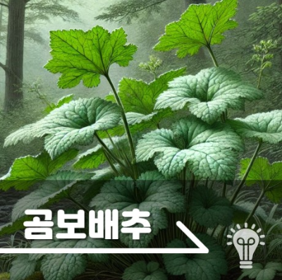 곰보배추