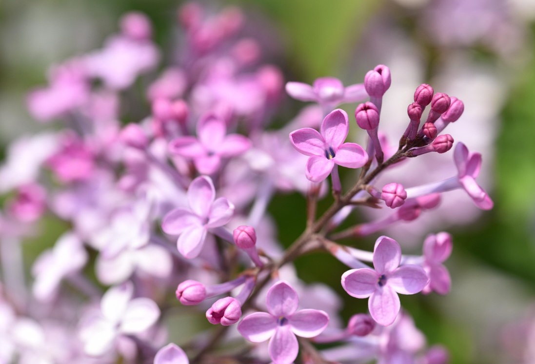 섬세한 라일락 꽃의 자연 배경 사진