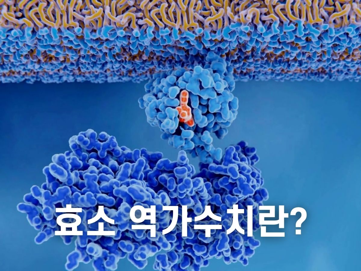 효소 역가수치란