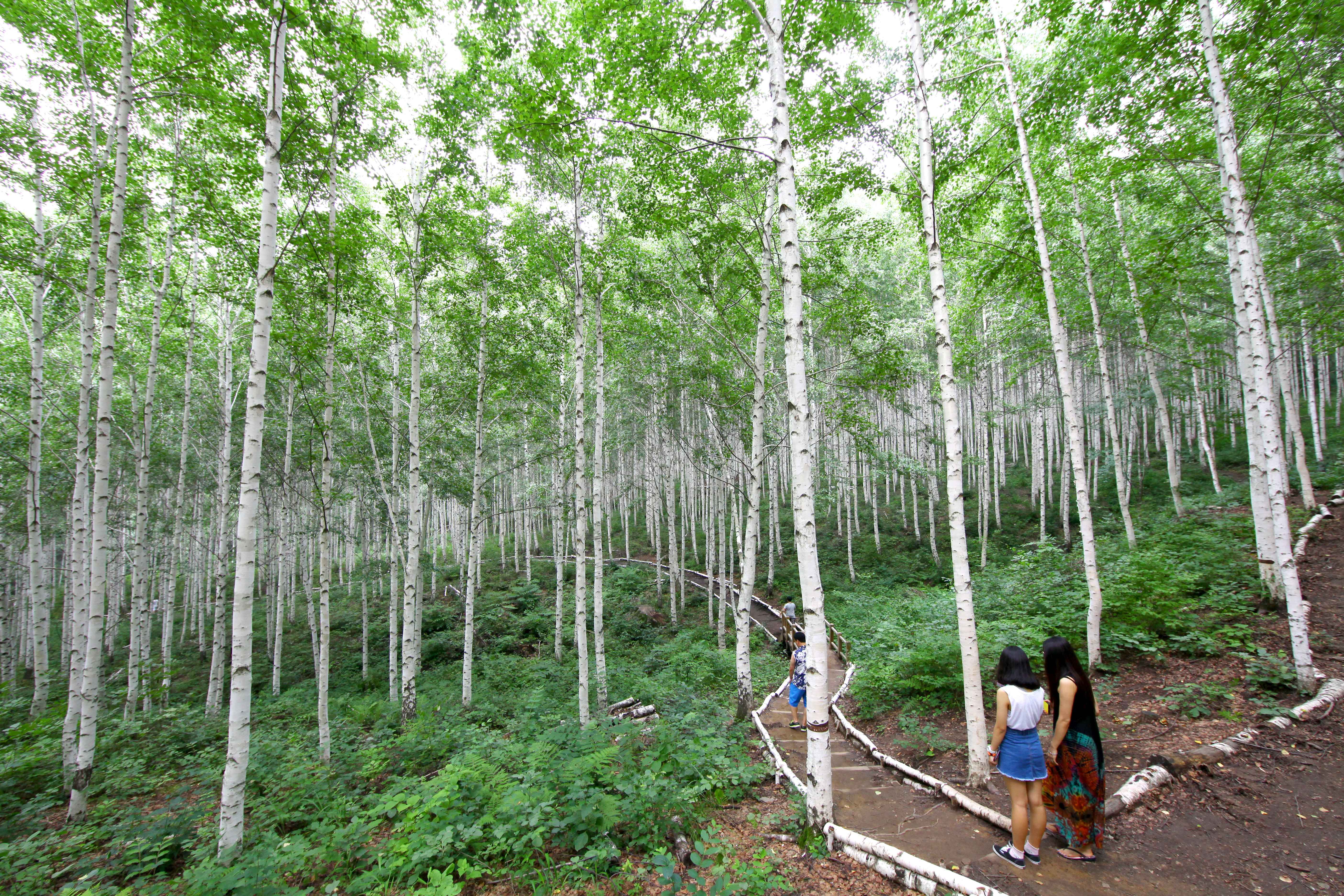 인제 원대리 자작나무 숲 사진