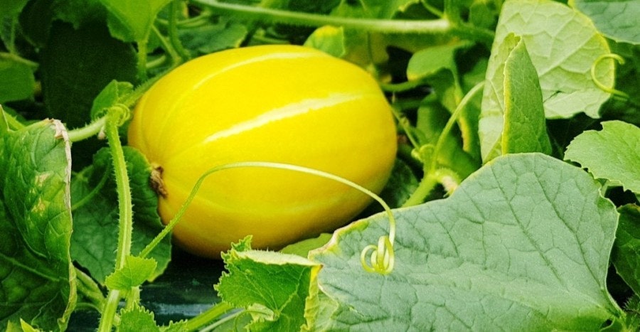 성주 가볼만한곳 베스트10