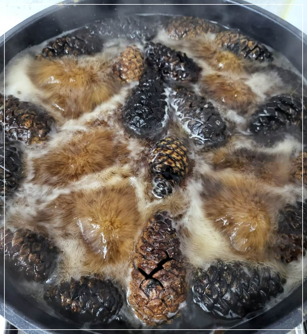 끓는 물에 솔방울 끓여 소독하기