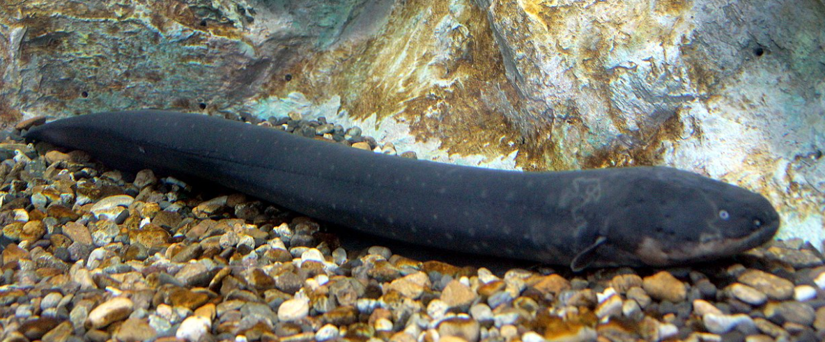 맹어류(전기 물고기)처럼 환경을 감지하는 로봇 – 전기장을 활용한 탐색 방식