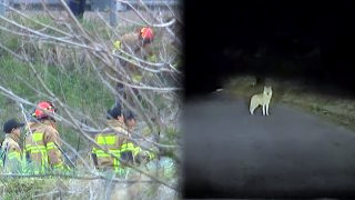 늑구 포획 실패 마취총 드론 재수사