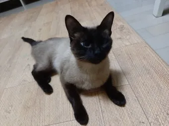 한글자 동물 이름과 두글자 동물 닉네임 정리본_8