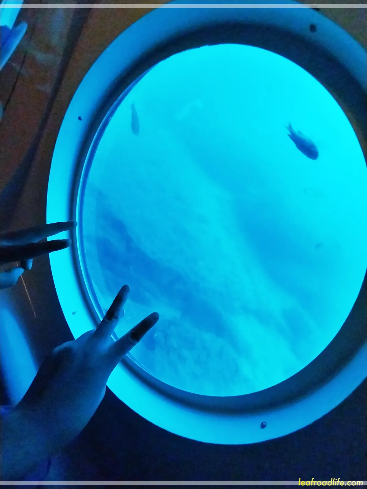 제주-우도잠수함-밖으로-보이는-물고기와-바다