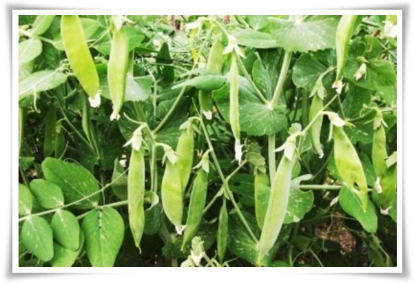 &quot;텃밭, 4월에 심기 좋은 작물&quot; 상추 시금치 열무 쑥갓 케일 루꼴라 당근 비트 무 감자 완두콩 땅콩 녹두 ...