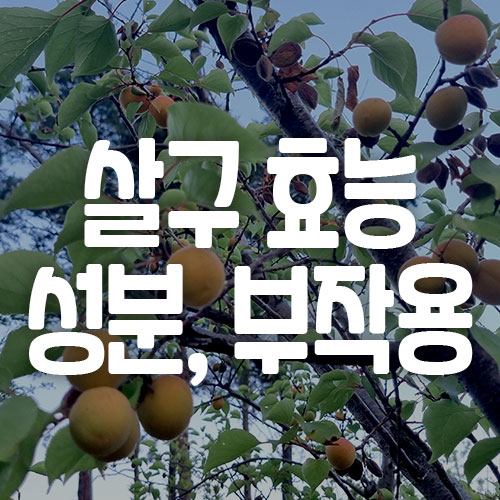 살구 효능 성분 부작용
