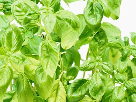 전통 의학에서의 바질