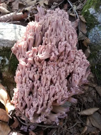 싸리버섯 채취시기종류 정보를 정리_22