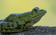 개구리를 피하는 꿈해몽