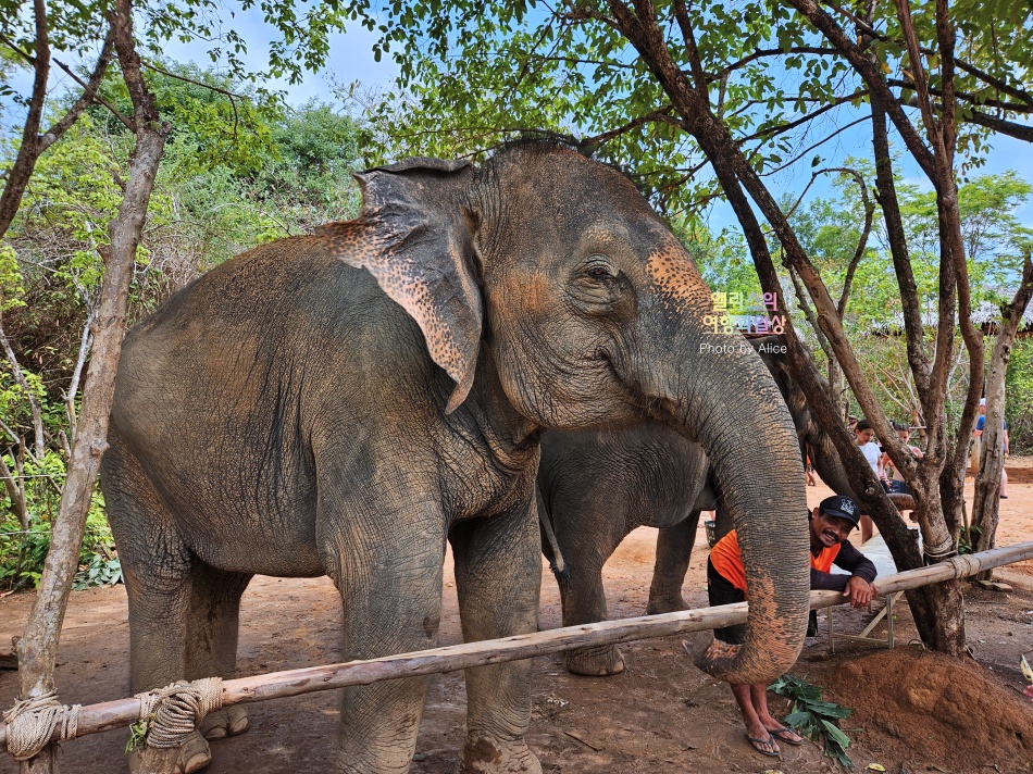 푸켓 가볼만한곳, 엘리펀트 정글 생츄어리 코끼리 샤워시키기 밥주기 후기