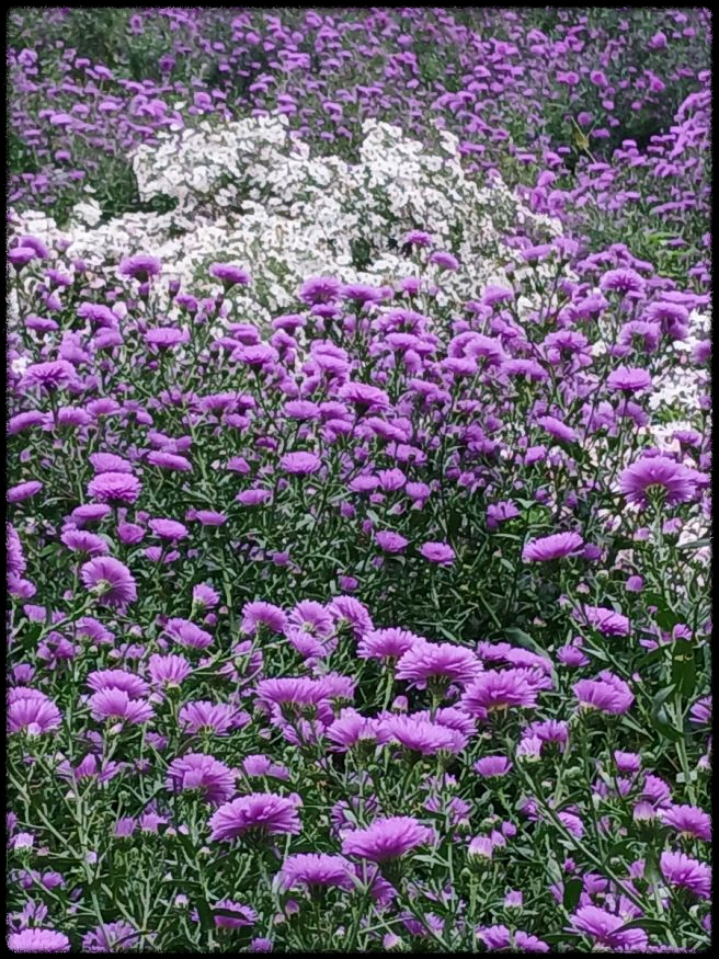 2024 드림파크 국화축제: 인천의 가을 대표 꽃 축제