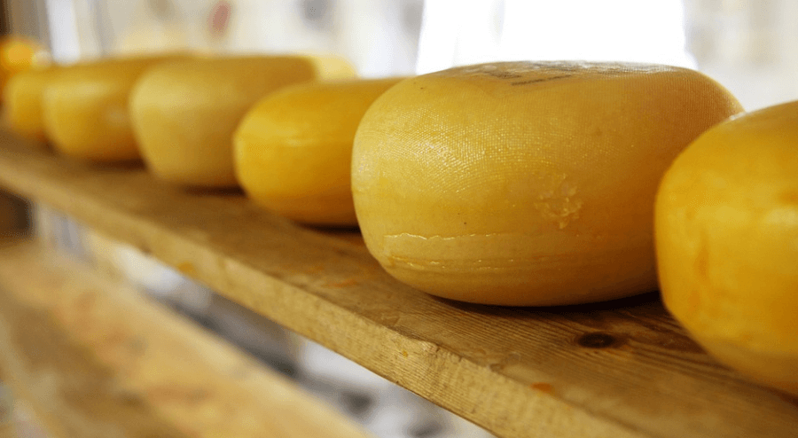 건조 시키고 있는 치즈들