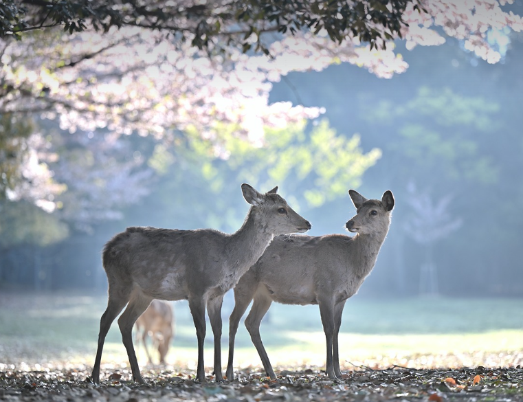 벚꽃 시즌 교통편 & 주차 꿀팁