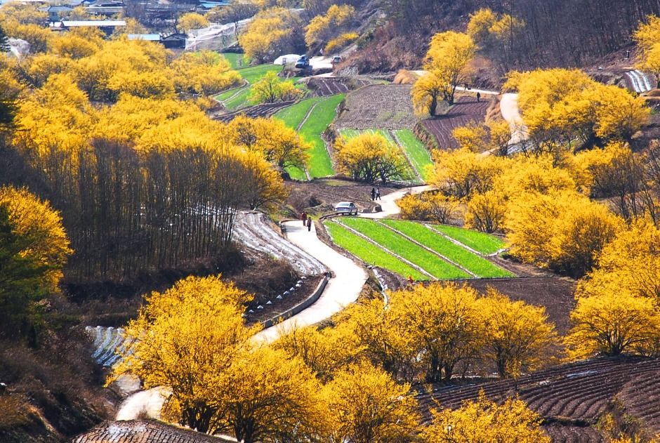 의성 산수유마을 전경4