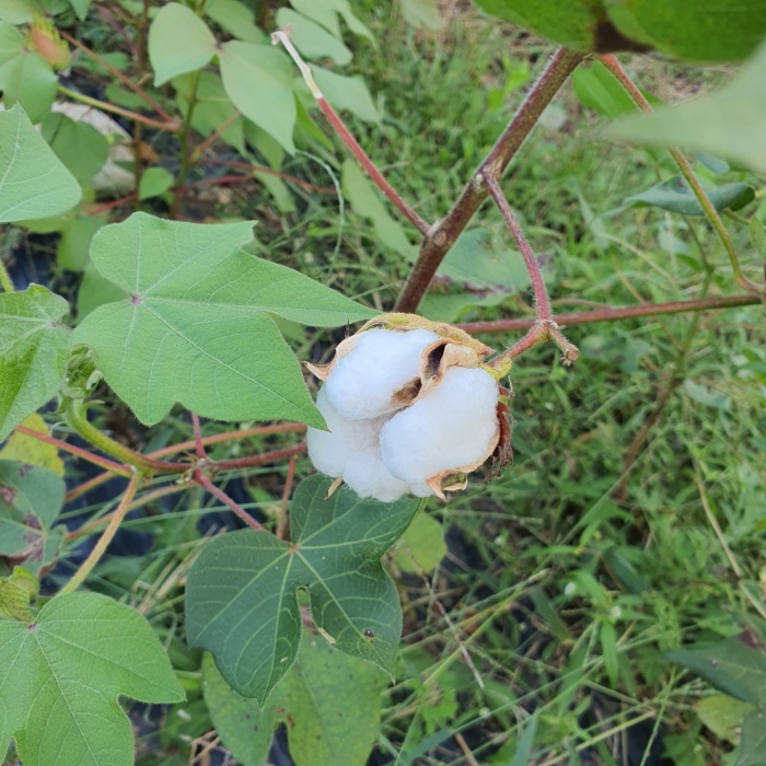 목화솜 사진