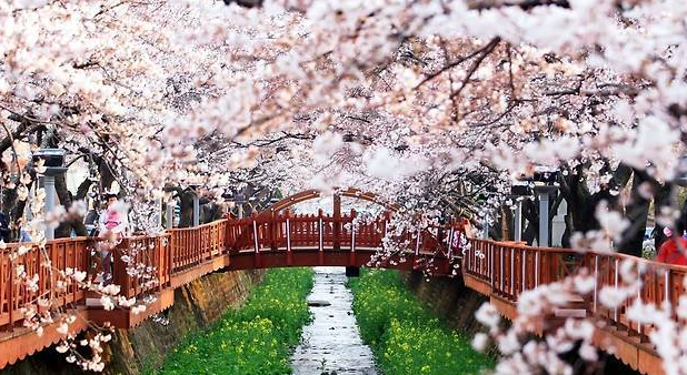 진해군항제 사진