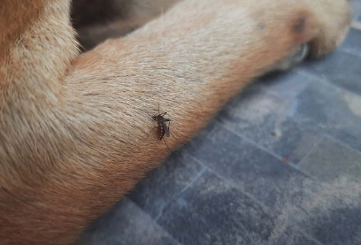 모기에게 물리는 강아지