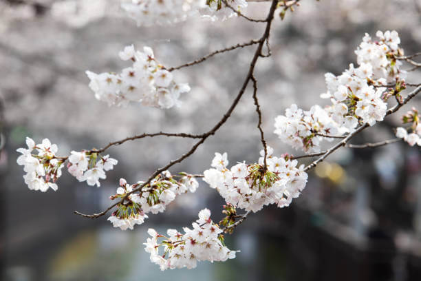 2025 진해 군항제 완벽 가이드