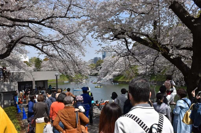 치도리가후치 선착장 벚꽃시즌