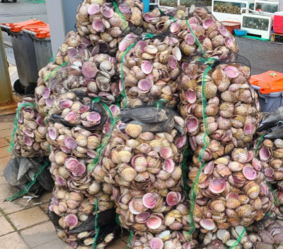 남당항새조개축제