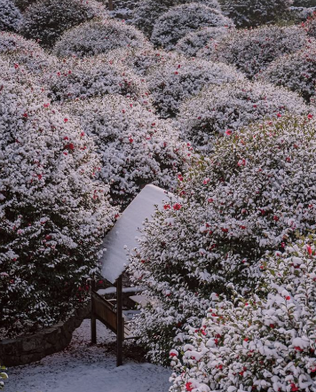 제주 겨울 여행지 동백꽃 명소 추천