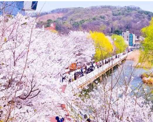 천안 벚꽃 