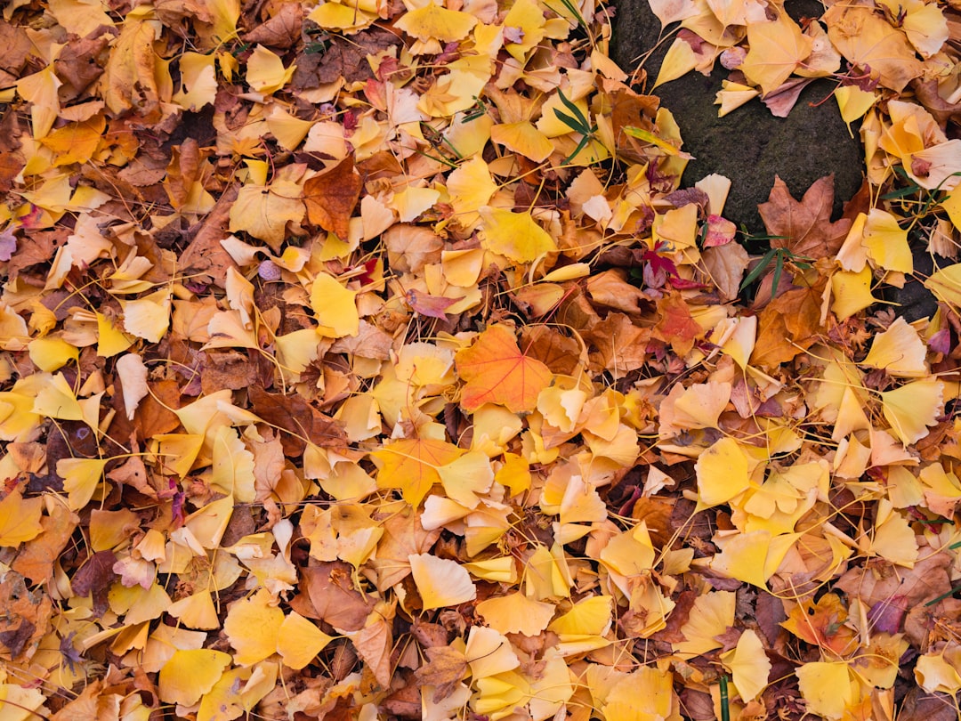 ginkgo tree