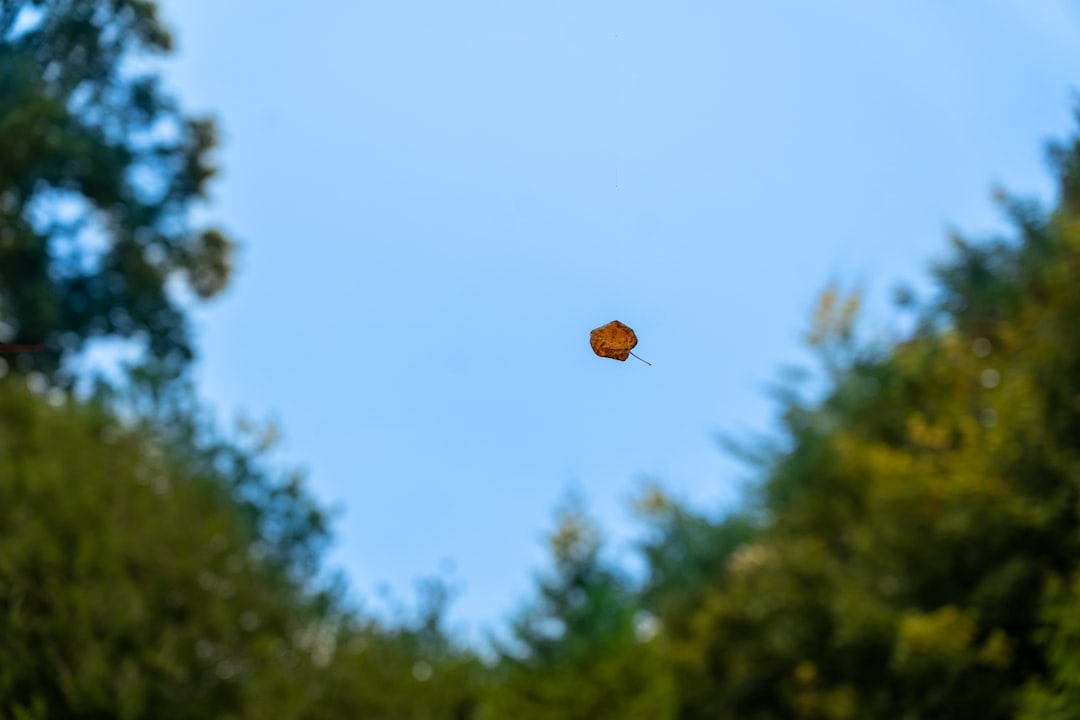 Gravity