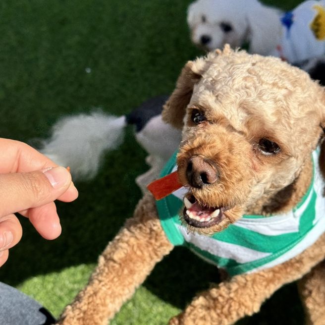 제주도 강아지 유치원 비용