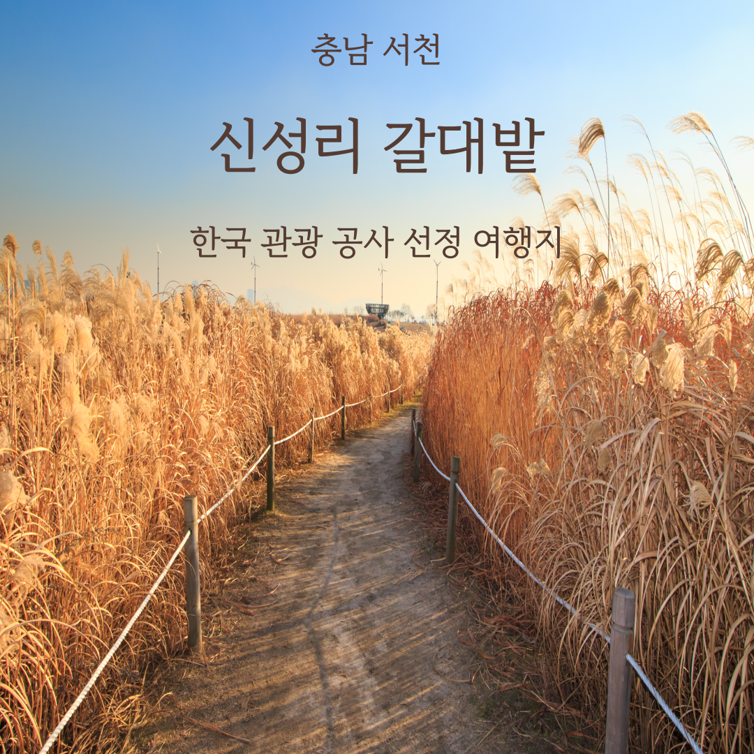 충남 서천 신성리갈대밭