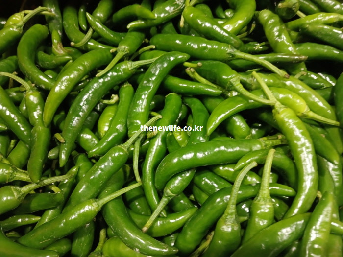 비타민과 무기질 등 필수 영양소가 알차게 들어있는 영양 캡슐 청양고추 실물