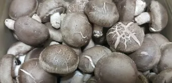 표고버섯 효능_24