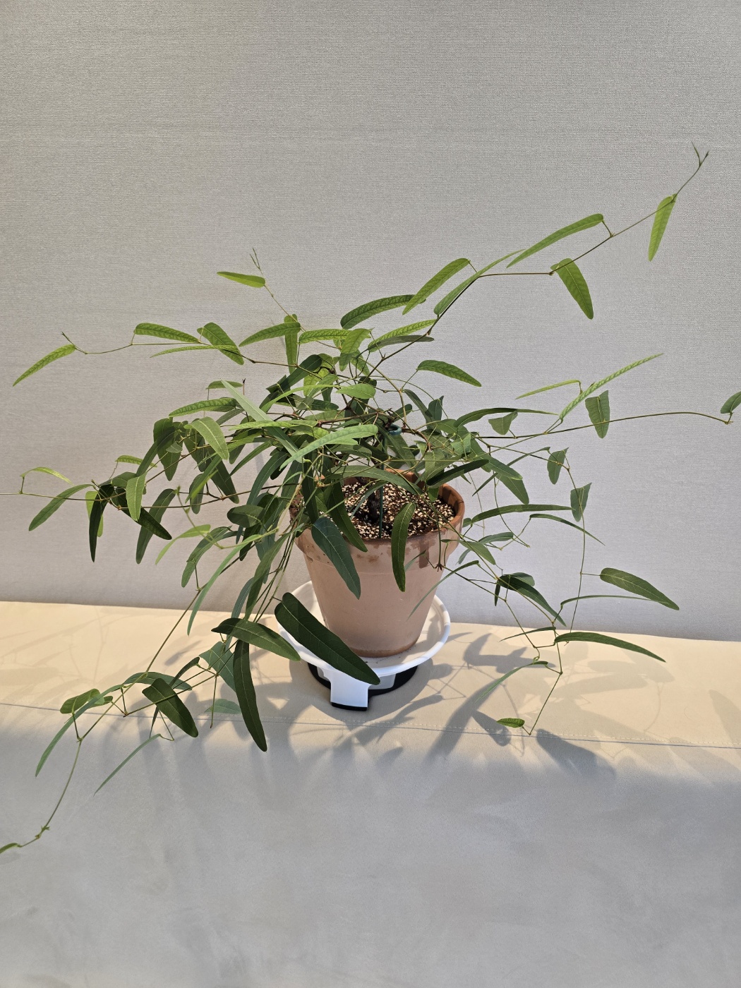 초록잎이 풍성한 보라싸리