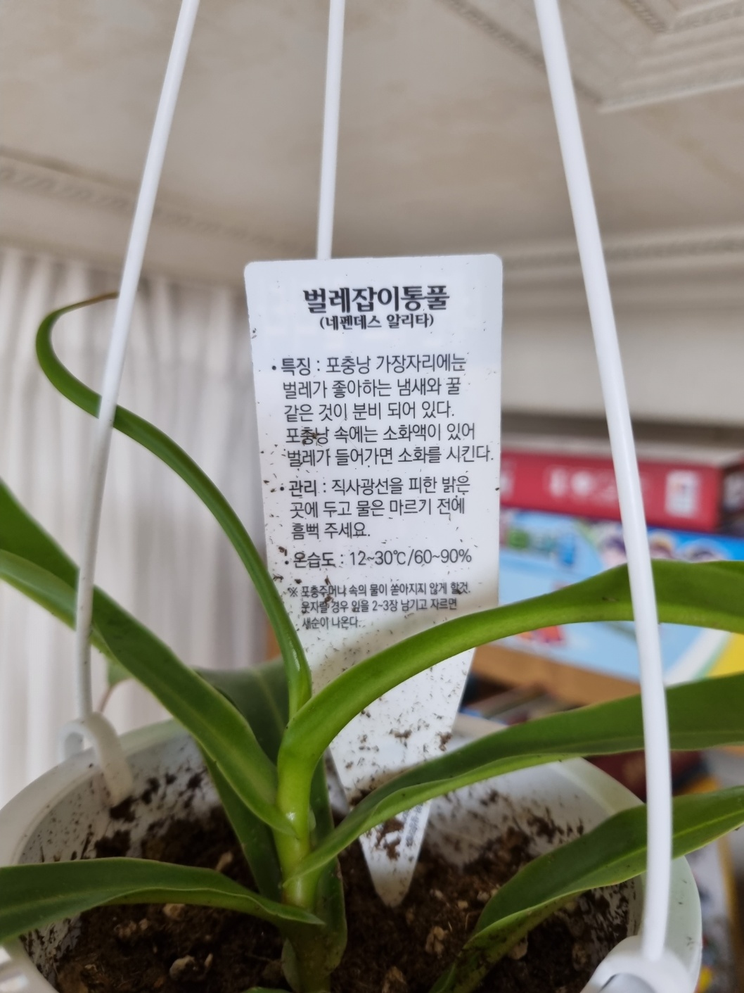 네펜데스 키우기