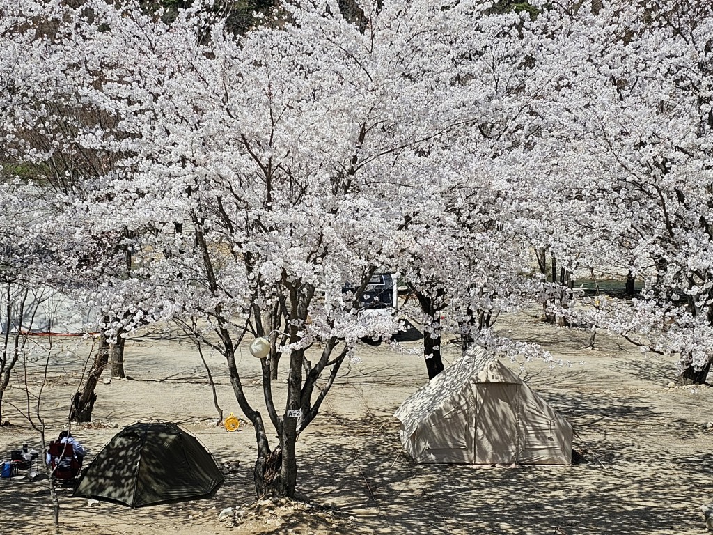 벚꽃 캠핑 감성 사진