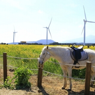 마노르블랑 봄에 꽃향기축제